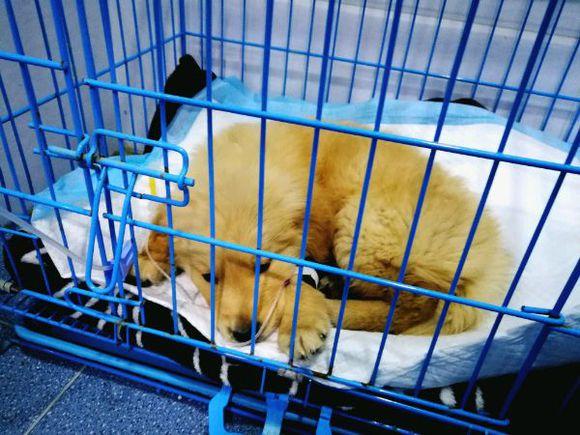 小金毛犬多少钱，金毛犬的价格多少钱一只（900元买下这只刚满两月的小金毛）