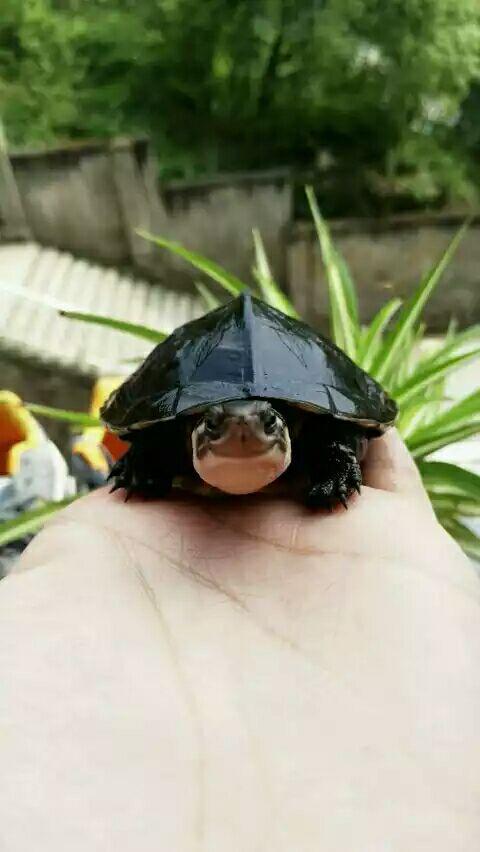 黄喉是什么(猪黄喉多少钱一斤)插图(9)