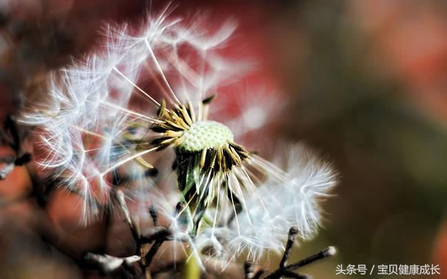 九九归一是什么生肖，九九归一什么意思（九九归一什么意思）