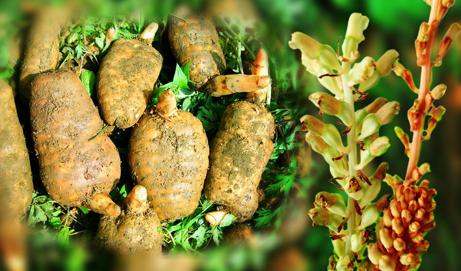 麦冬种子多少钱一斤，麦冬种子多少钱一斤啊（2017年4月药材产地最新中药材价格及行情走势及分析预测）