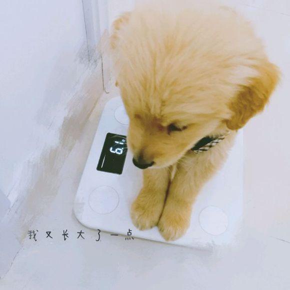 小金毛犬多少钱，金毛犬的价格多少钱一只（900元买下这只刚满两月的小金毛）