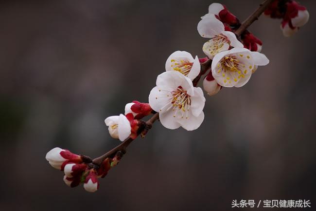 九九归一是什么生肖，九九归一什么意思（九九归一什么意思）