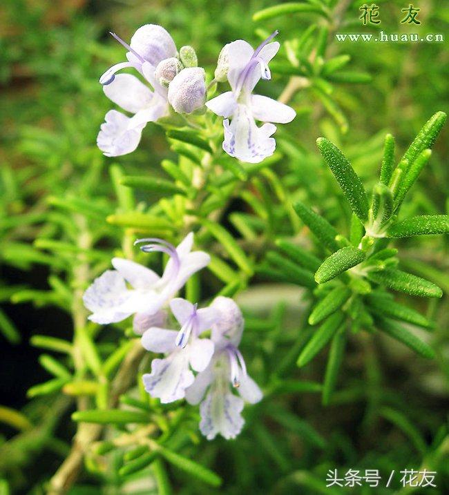 迷迭香种植与养护，迷迭香盆栽的养殖方法（迷迭香栽培养护和繁殖）
