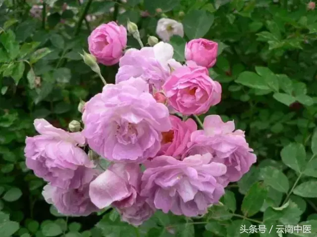 芍药花的功效与作用，芍药花的作用（药用芍药）