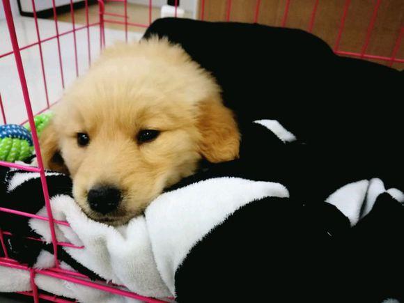 小金毛犬多少钱，金毛犬的价格多少钱一只（900元买下这只刚满两月的小金毛）