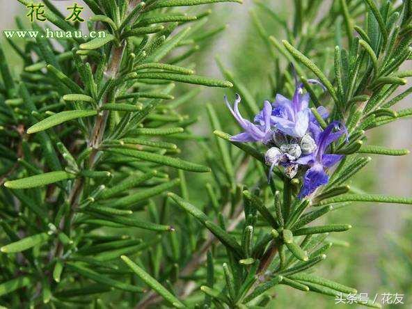迷迭香种植与养护，迷迭香盆栽的养殖方法（迷迭香栽培养护和繁殖）