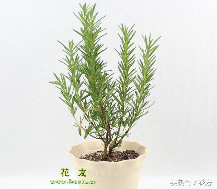 迷迭香种植与养护，迷迭香盆栽的养殖方法（迷迭香栽培养护和繁殖）