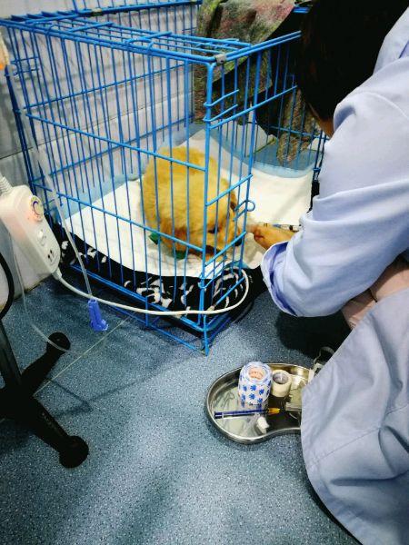 小金毛犬多少钱，金毛犬的价格多少钱一只（900元买下这只刚满两月的小金毛）