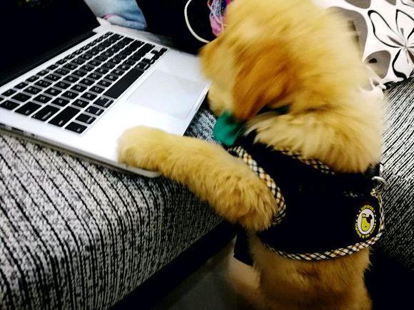小金毛犬多少钱，金毛犬的价格多少钱一只（900元买下这只刚满两月的小金毛）