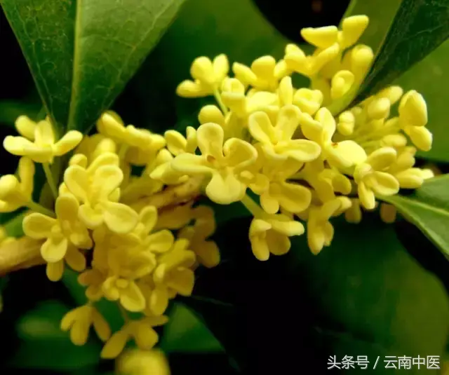 芍药花的功效与作用，芍药花的作用（药用芍药）