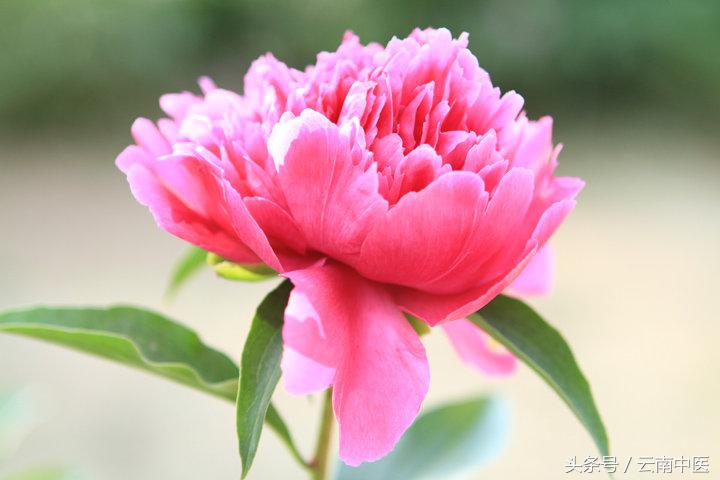 芍药花的功效与作用，芍药花的作用（药用芍药）