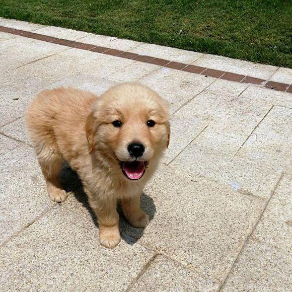 小金毛犬多少钱，金毛犬的价格多少钱一只（900元买下这只刚满两月的小金毛）