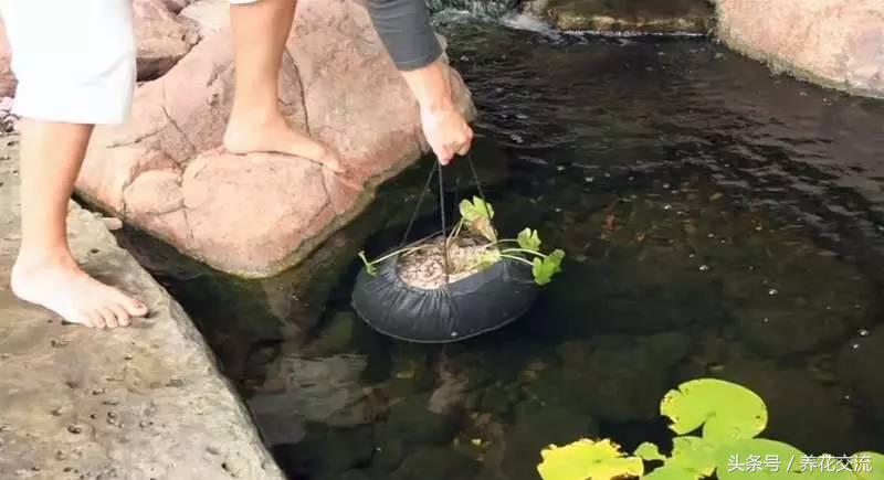 睡莲花怎样水养，睡莲怎么水养（看别人怎么种出盆栽睡莲）