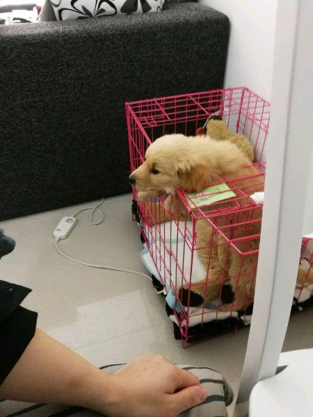 小金毛犬多少钱，金毛犬的价格多少钱一只（900元买下这只刚满两月的小金毛）