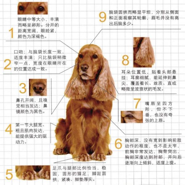 可卡猎鹬犬多少钱一只 可卡犬狩猎视频