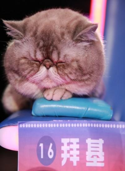 非常完美陆钧彦淼淼，《非常完美》明明是欺骗人的.台上那些男生怎么还那么开心.收了坑（假相亲节目真网红制造机）