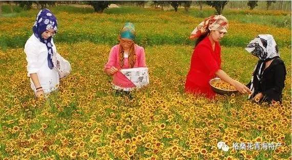 昆仑雪菊的功效与作用与昆仑雪菊的食用方法，请问昆仑雪菊有什么功效（神奇的天山昆仑雪菊）