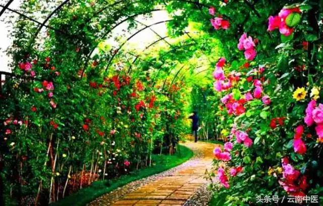 芍药花的功效与作用，芍药花的作用（药用芍药）