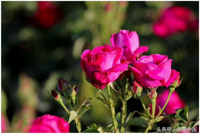 芍药花的功效与作用，芍药花的作用（药用芍药）