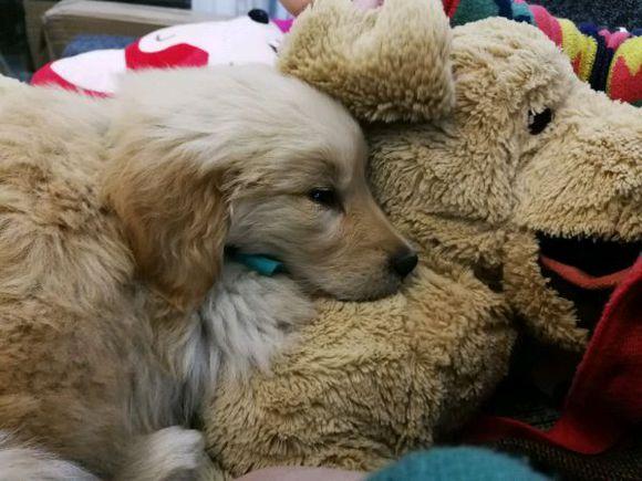 小金毛犬多少钱，金毛犬的价格多少钱一只（900元买下这只刚满两月的小金毛）