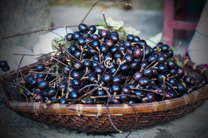 胭脂果的功效与作用，胭脂果泡酒的功效与作用（我敢保证你没吃过也见过。）