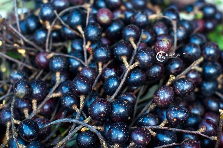 胭脂果的功效与作用，胭脂果泡酒的功效与作用（我敢保证你没吃过也见过。）