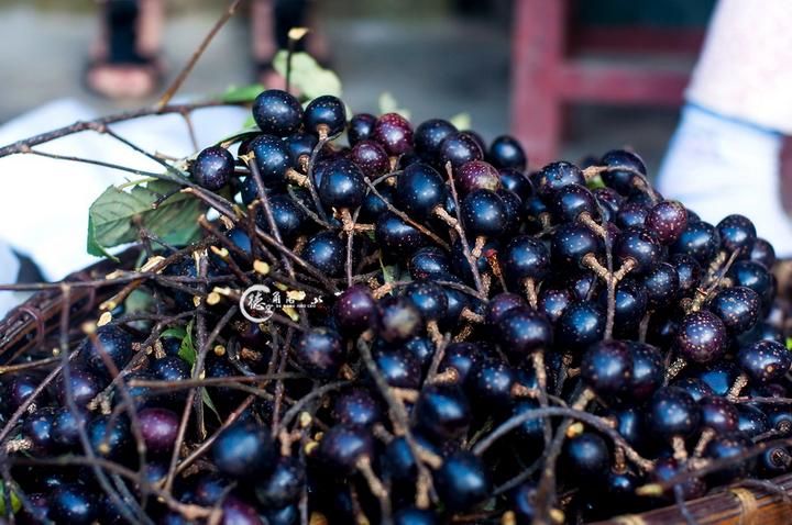 胭脂果的功效与作用，胭脂果泡酒的功效与作用（我敢保证你没吃过也见过。）