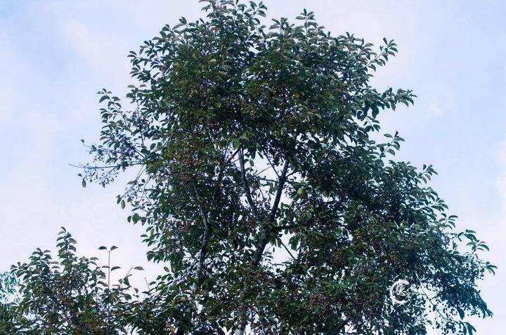 胭脂果的功效与作用，胭脂果泡酒的功效与作用（我敢保证你没吃过也见过。）