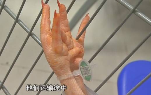 鸡肉冷冻久了有异味，鸡有腥臭味怎么去除（怀疑超市买的白条鸡有异味）