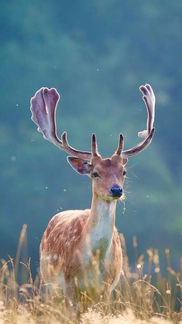 长颈鹿为什么有犄角，长颈鹿角不止长在长颈鹿头上