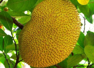 菠萝蜜的胶粘在手上怎么洗掉，菠萝蜜汁水粘手上怎么洗（菠萝蜜为什么那么贵）