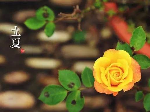 关于立夏的美好诗句，关于立夏的美好诗句有哪些（送你十二首最美的初夏诗词）