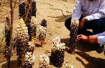 肉松蓉和肉苁蓉的区别 肉松蓉和肉苁蓉的区别是什么,肉松蓉和肉苁蓉的区别(你听过“沙漠人参”肉苁蓉吗) 肉松蓉和肉苁蓉的区别 肉松蓉和肉苁蓉的区别是什么,肉松蓉和肉苁蓉的区别(你听过“沙漠人参”肉苁蓉吗)