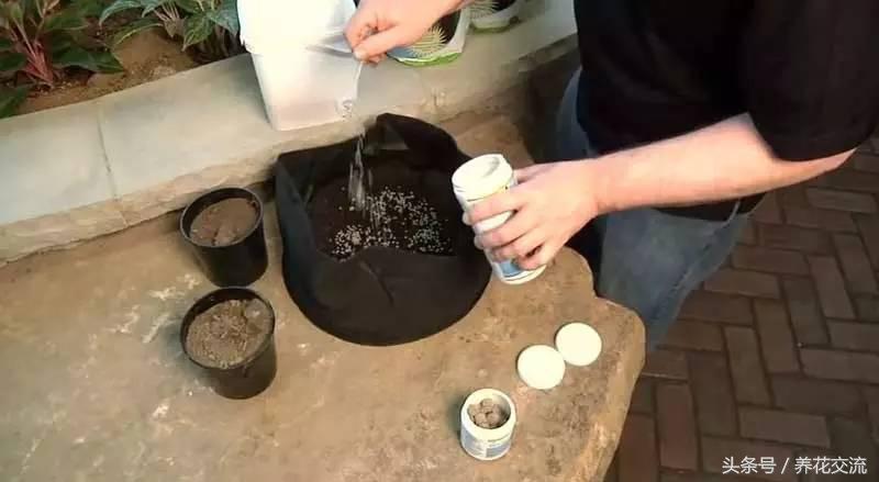 睡莲花怎样水养，睡莲怎么水养（看别人怎么种出盆栽睡莲）