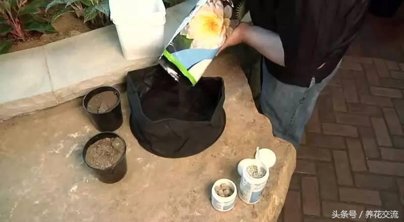 睡莲花怎样水养，睡莲怎么水养（看别人怎么种出盆栽睡莲）