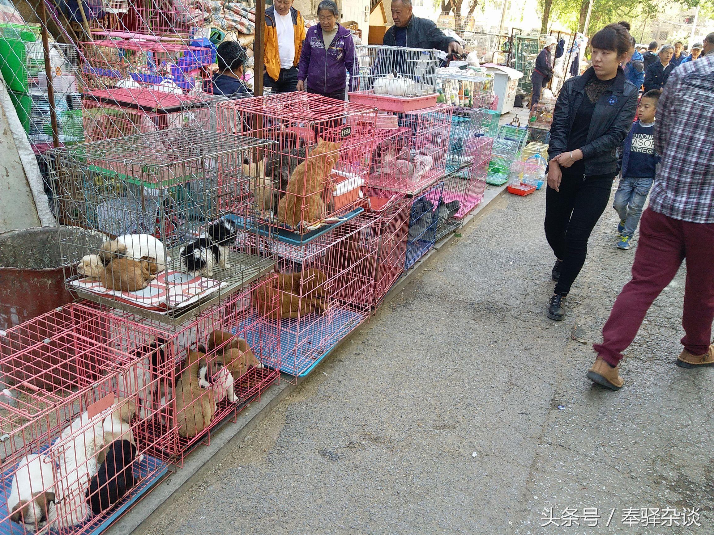 沈阳的宠物市场在哪啊,沈阳的宠物市场在哪里(一个深藏在小区里的宠物