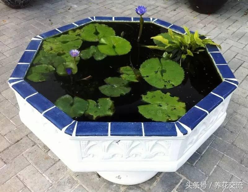 睡莲花怎样水养，睡莲怎么水养（看别人怎么种出盆栽睡莲）