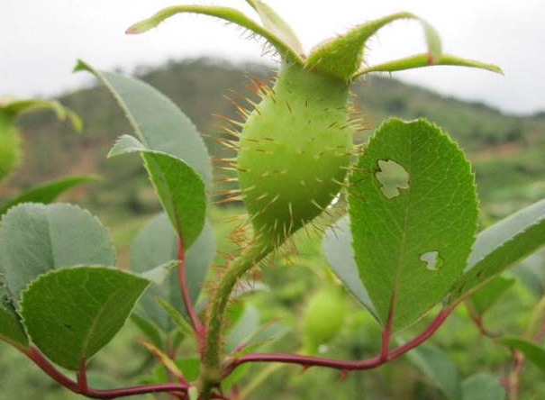 金樱子长得像的植物(金樱子来源于蔷薇科植物金樱子的)-娱宸网