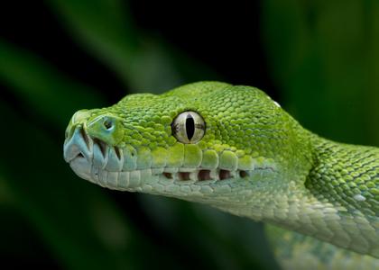 梦见吃蛇肉寓意，梦见吃蛇肉寓意什么（孕妇梦见蛇吃鱼，这预示的什么）