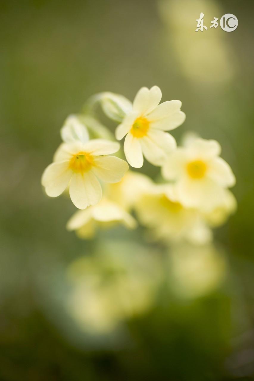 库斯式呼吸的名词解释，库氏呼吸又叫什么呼吸（糖尿病病人如何获得安全的麻醉）