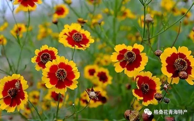 昆仑雪菊的功效与作用与昆仑雪菊的食用方法，请问昆仑雪菊有什么功效（神奇的天山昆仑雪菊）