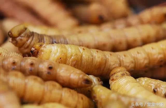 豆虫怎么吃，豆丹虫的吃法怎么吃（烟台特色美食——油炸豆虫）