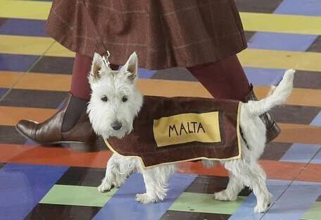 开个狗粮加工厂挣钱吗，生产狗粮的利润有多大（狗粮加工厂15%净利润吓坏众多食品企业）