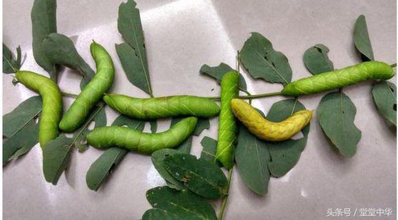 豆虫怎么吃，豆丹虫的吃法怎么吃（烟台特色美食——油炸豆虫）