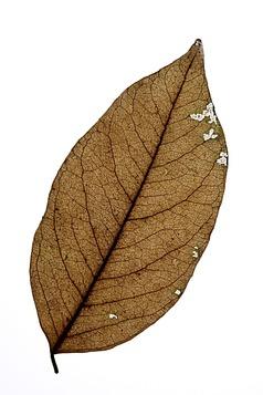 棕色用英语怎么写(藏在颜色中的英语知识) - seo葵花宝典