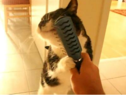 干洗是怎么个洗法，干洗是怎么洗的（不单单是人类的专属）