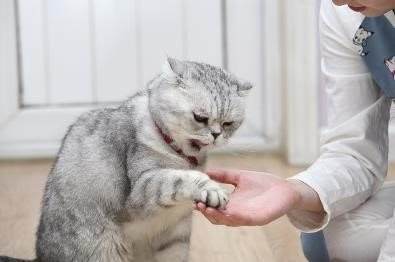 开个狗粮加工厂挣钱吗，生产狗粮的利润有多大（狗粮加工厂15%净利润吓坏众多食品企业）