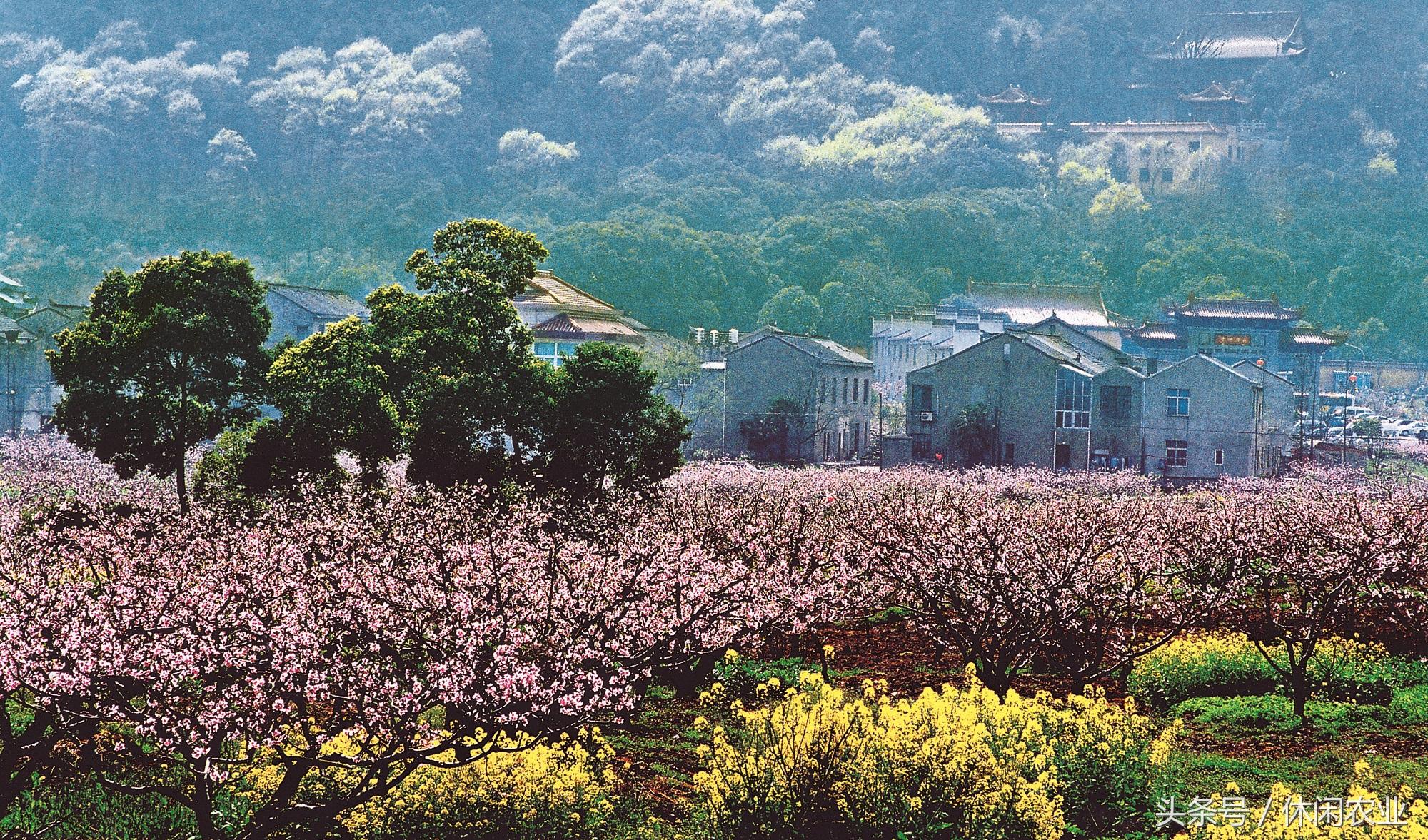 阳山水蜜桃批发价格，阳山水蜜桃批发价多少（休闲好去处——江苏省无锡市惠山区阳山镇阳山村）