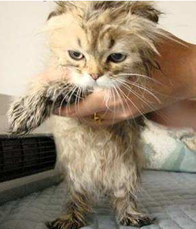 干洗是怎么个洗法，干洗是怎么洗的（不单单是人类的专属）