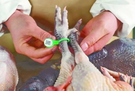 鸡肉冷冻久了有异味，鸡有腥臭味怎么去除（怀疑超市买的白条鸡有异味）